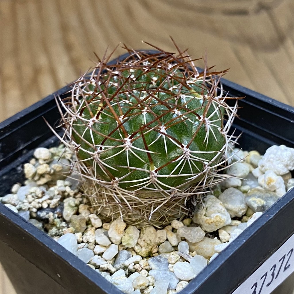DP37372 Sulcorebutia candiae v. kamiensis - Image 2