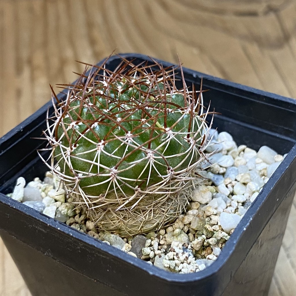 DP37372 Sulcorebutia candiae v. kamiensis - Image 3