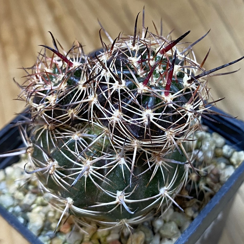 DP37373 Lobivia ferox hybrid