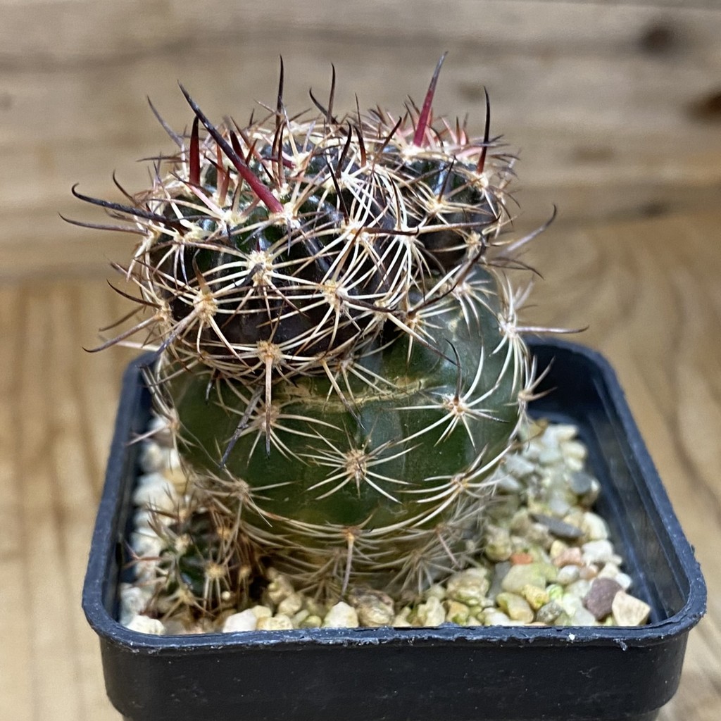 DP37373 Lobivia ferox hybrid - Image 3