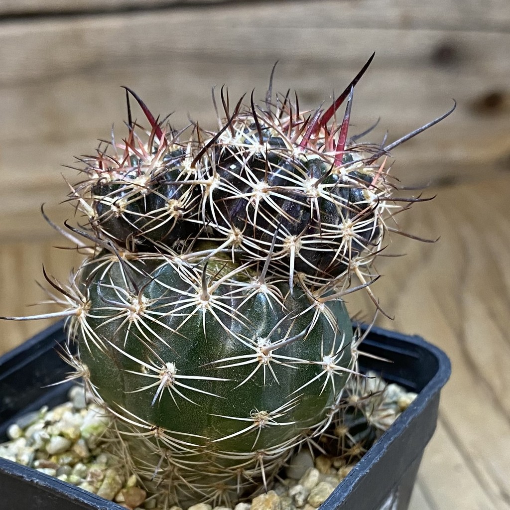 DP37373 Lobivia ferox hybrid - Image 4