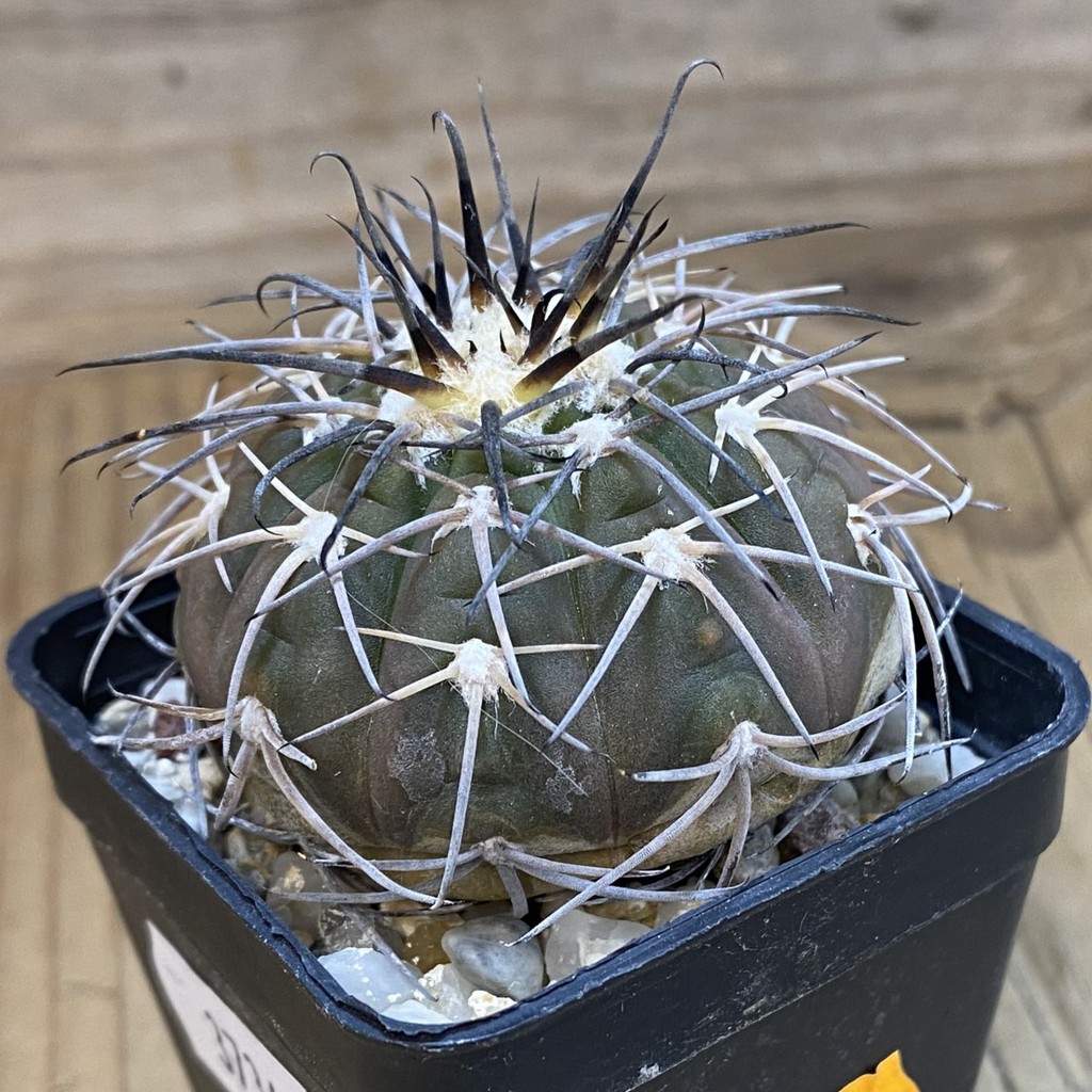 DP37343 Gymnocalycium spegazzinii - Image 2