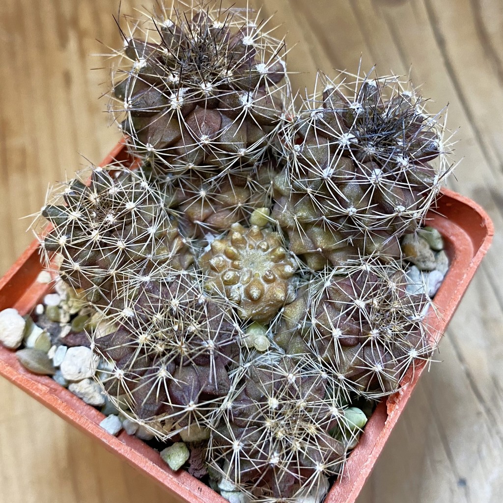 DP37374 Copiapoa maritima KK 1709