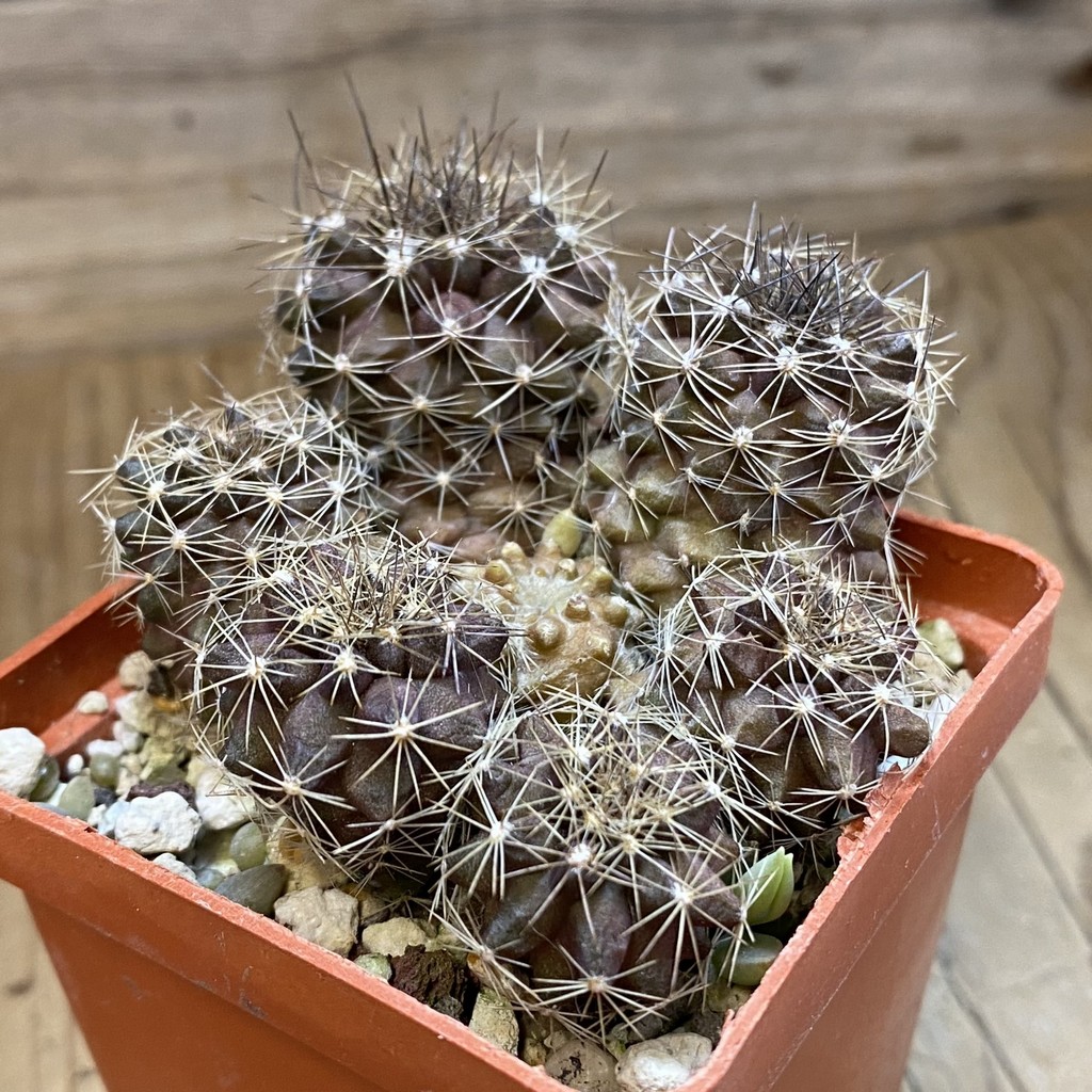 DP37374 Copiapoa maritima KK 1709 - Image 2