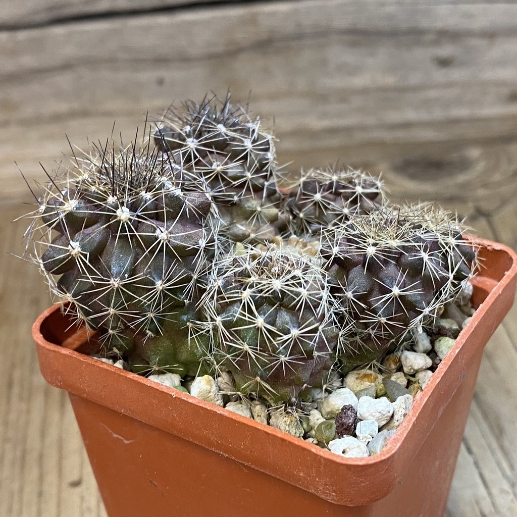 DP37374 Copiapoa maritima KK 1709 - Image 3
