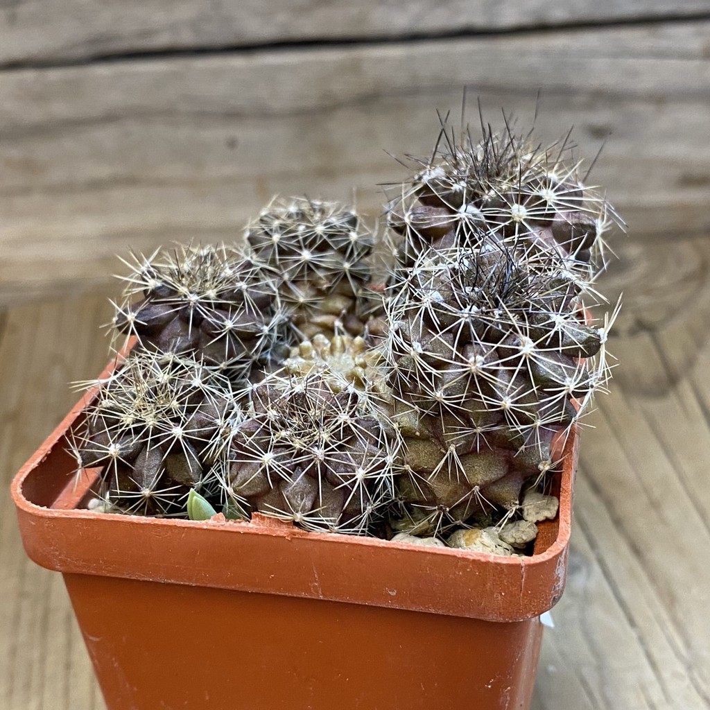DP37374 Copiapoa maritima KK 1709 - Image 4