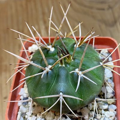 DP37375 Gymnocalycium eurypleurum