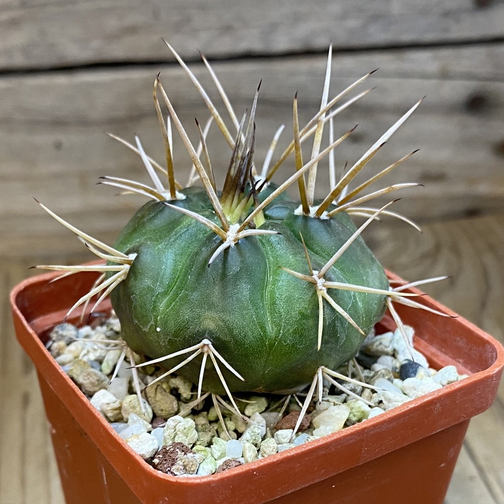 DP37375 Gymnocalycium eurypleurum - Image 2