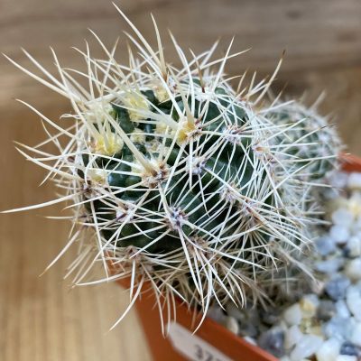 DP37376 Gymnocalycium bruchii v. spinosior