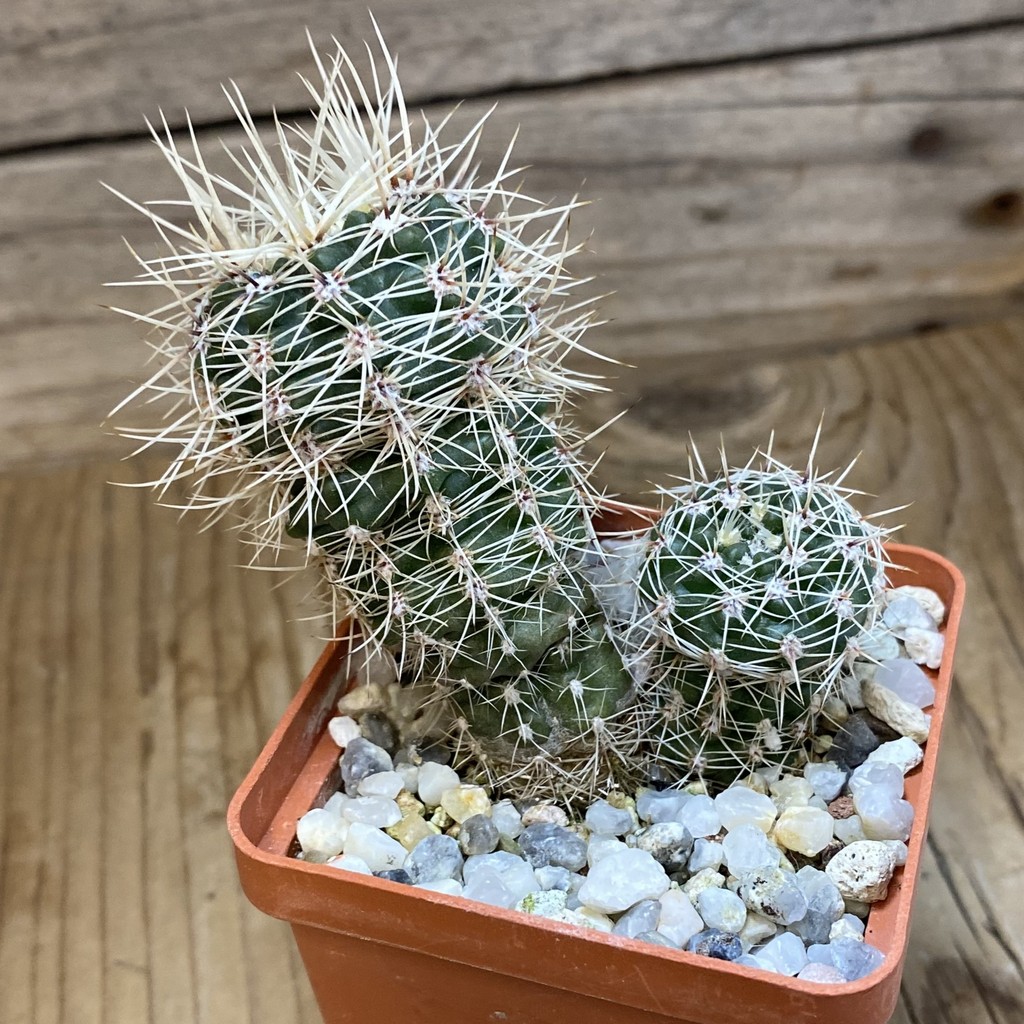 DP37376 Gymnocalycium bruchii v. spinosior - Image 2