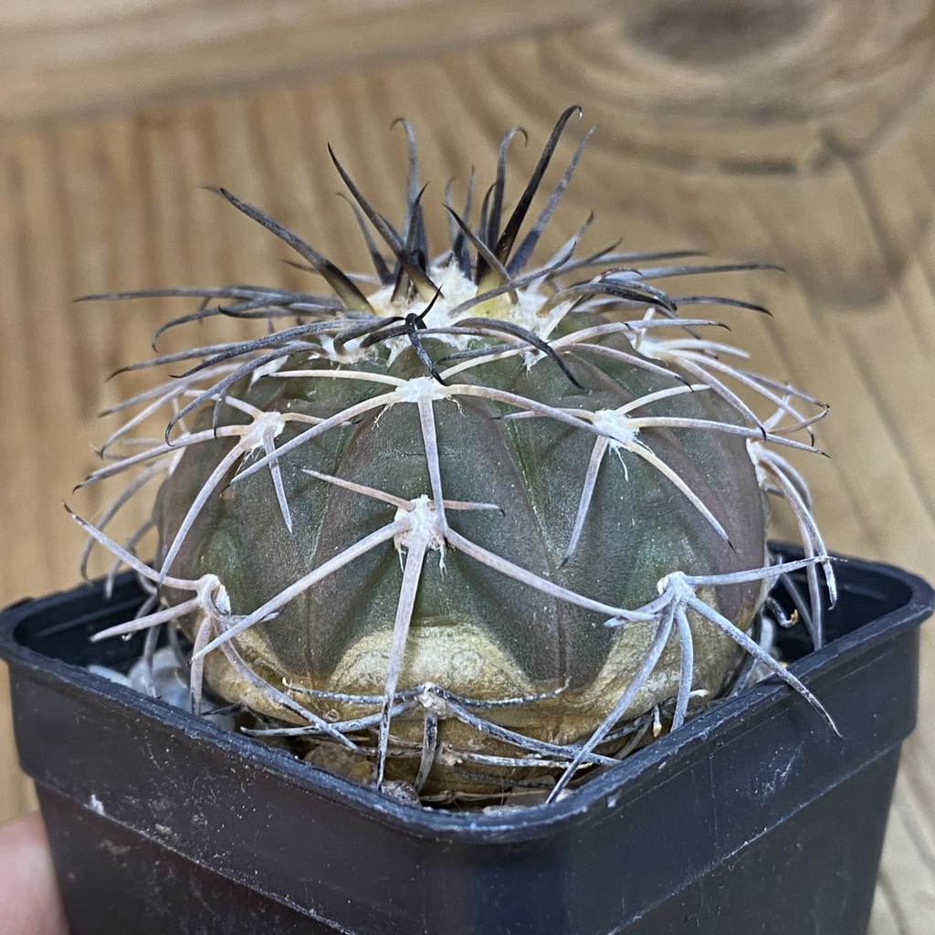DP37343 Gymnocalycium spegazzinii - Image 3