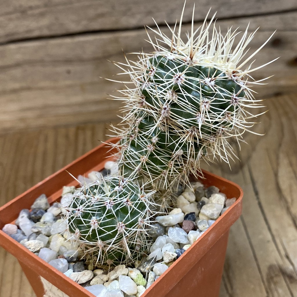 DP37376 Gymnocalycium bruchii v. spinosior - Image 3