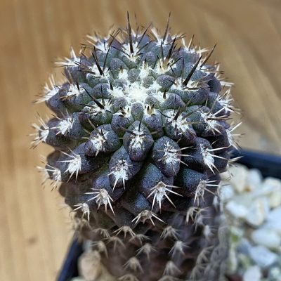 DP37378 Neochilenia aff. sessiliflora