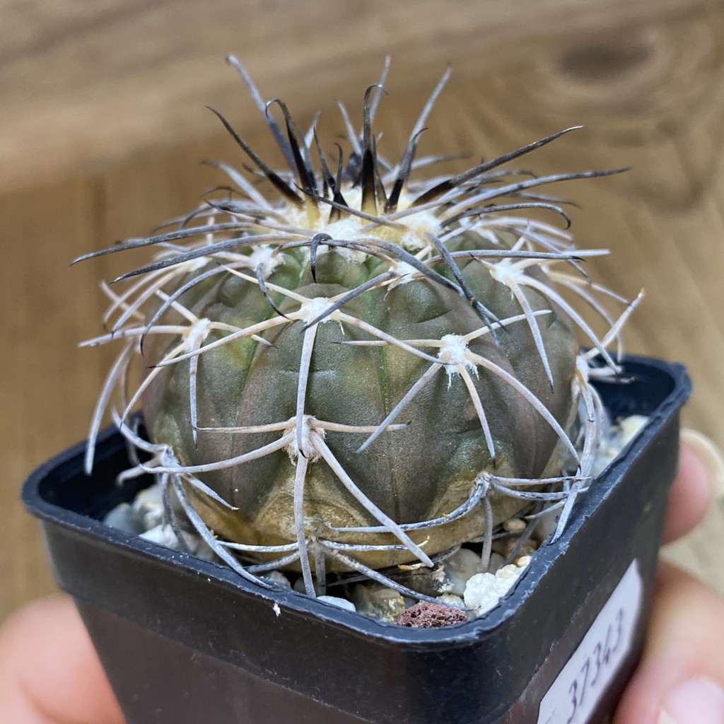 DP37343 Gymnocalycium spegazzinii - Image 4