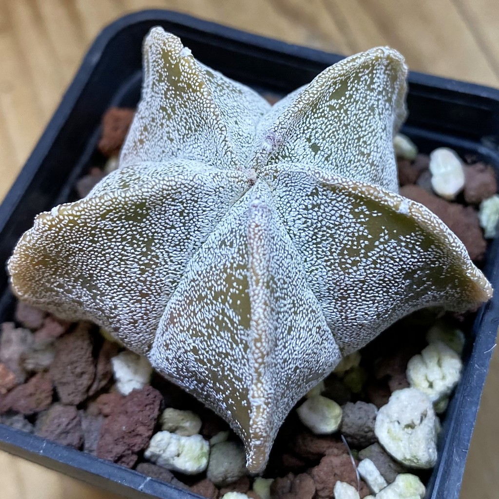 DP37381 Astrophytum myriostigma