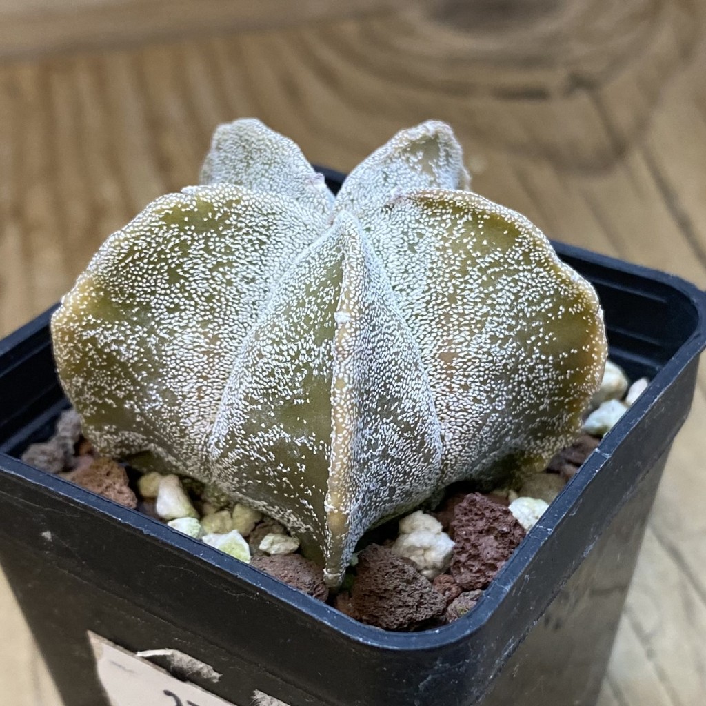 DP37381 Astrophytum myriostigma - Image 2