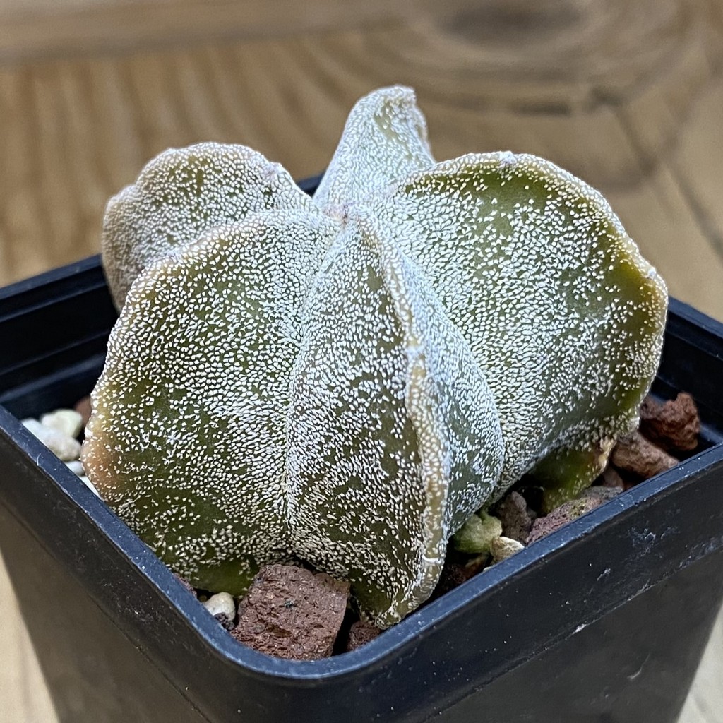 DP37381 Astrophytum myriostigma - Image 3