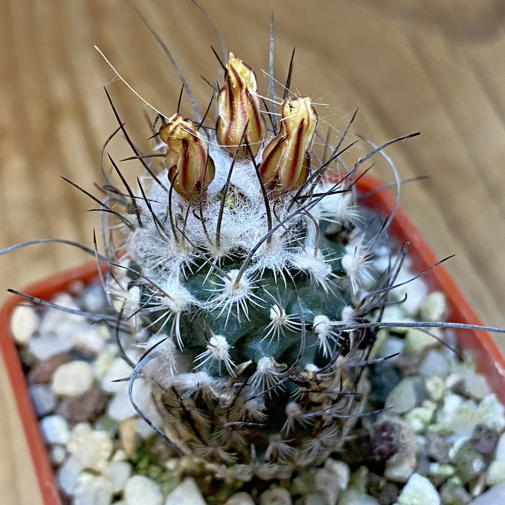 DP37383 Turbinicarpus dickisoniae