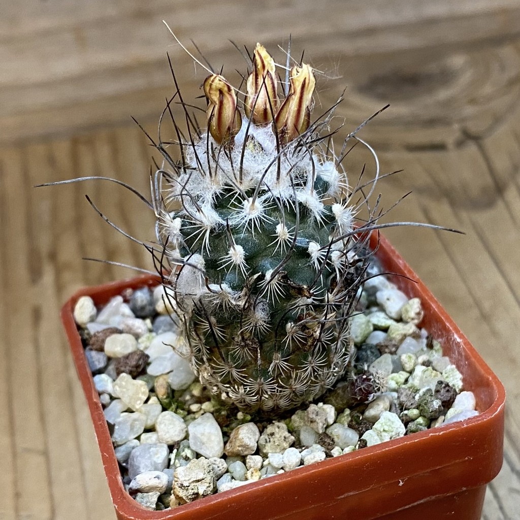 DP37383 Turbinicarpus dickisoniae - Image 2