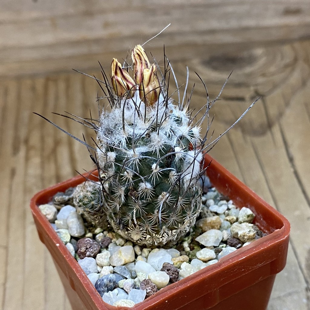 DP37383 Turbinicarpus dickisoniae - Image 3