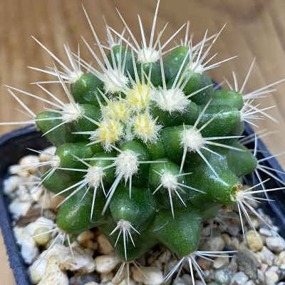 DP37384 Echinocactus grusonii