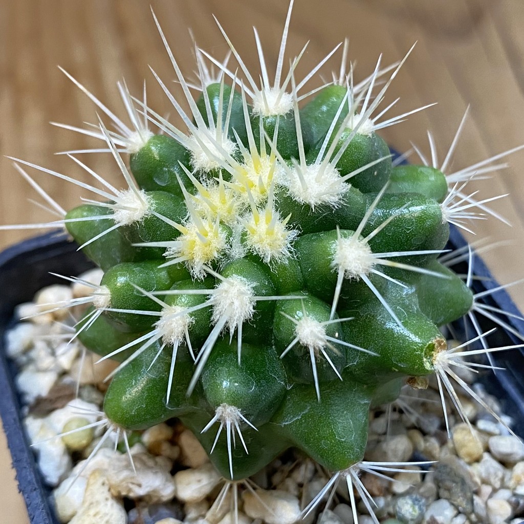 DP37384 Echinocactus grusonii