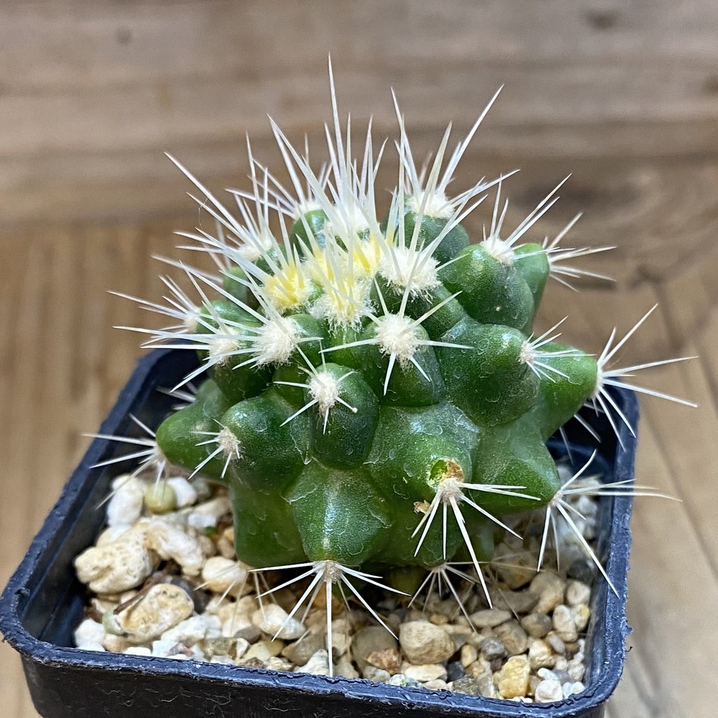 DP37384 Echinocactus grusonii - Image 2