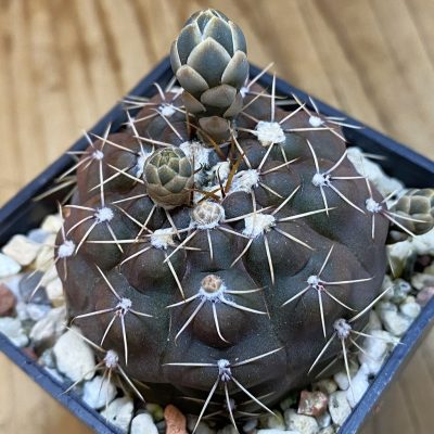 DP37344 Gymnocalycium robustum