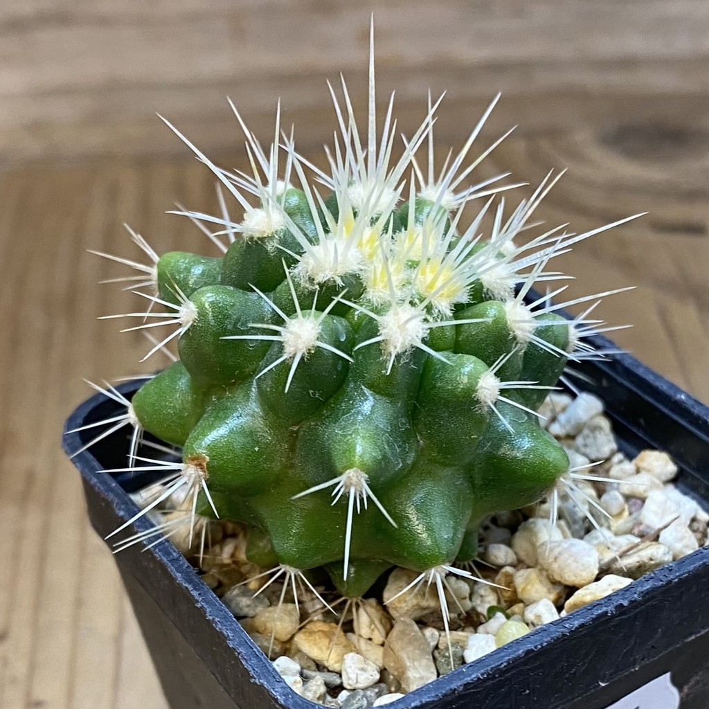 DP37384 Echinocactus grusonii - Image 3