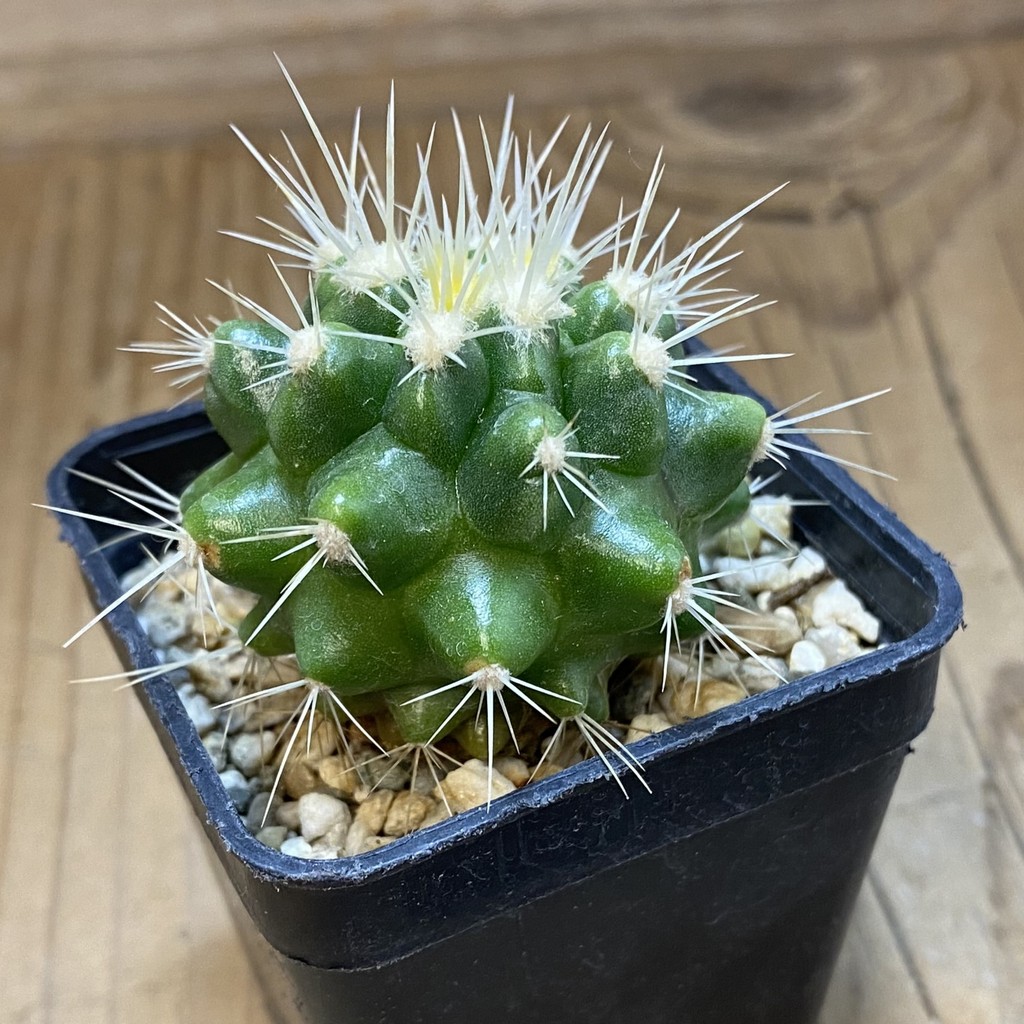 DP37384 Echinocactus grusonii - Image 4