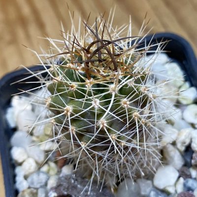 DP37386 Neoporteria curvispina