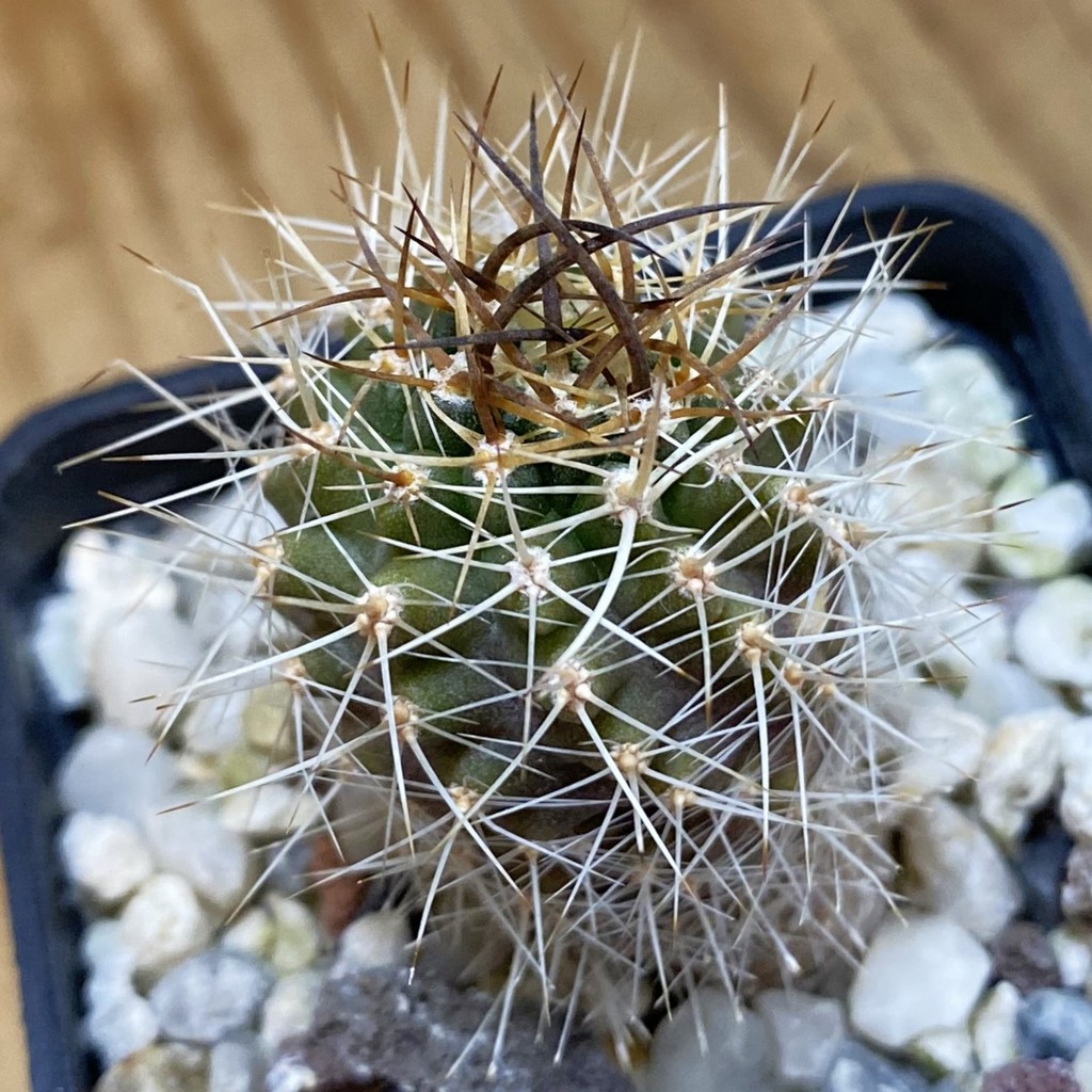 DP37386 Neoporteria curvispina