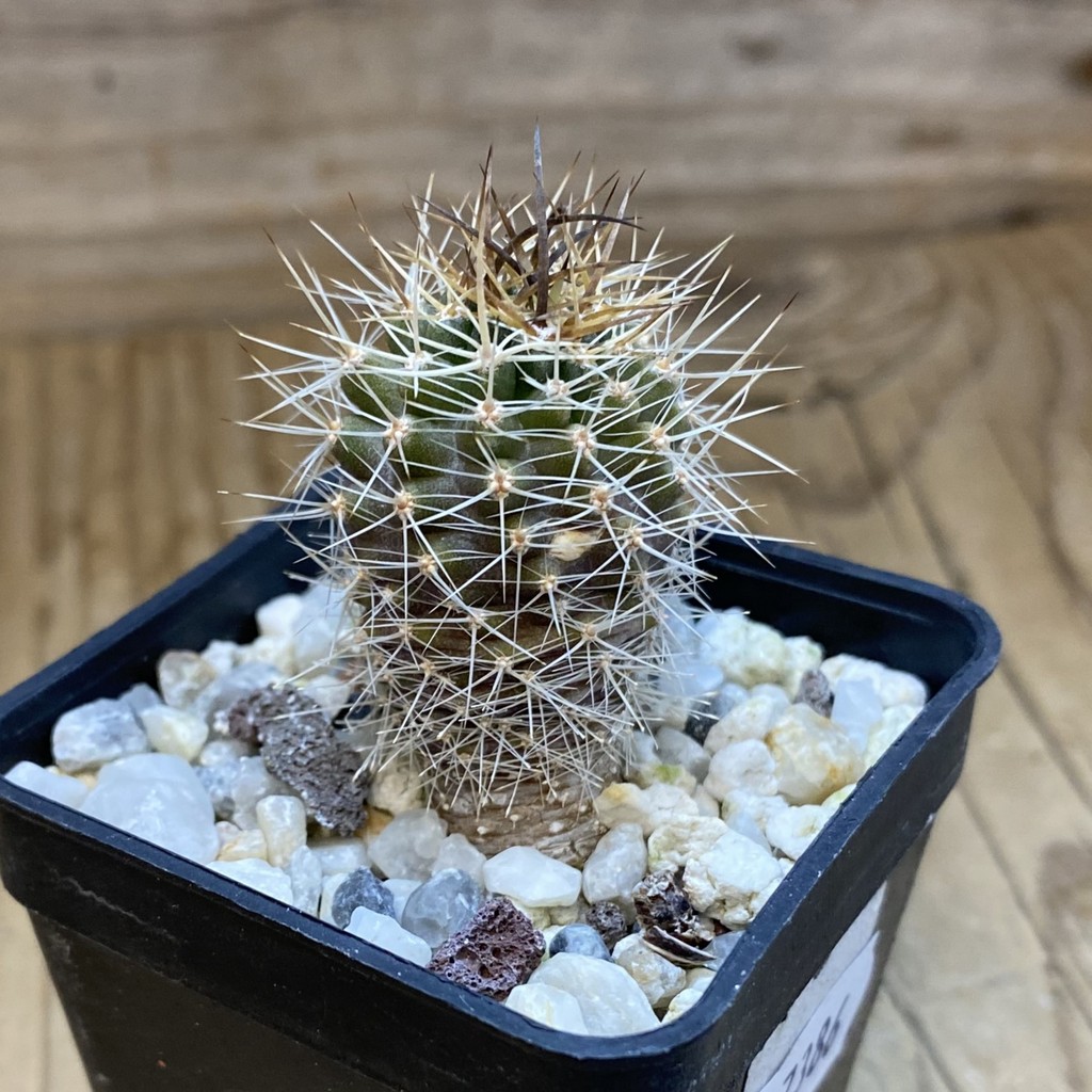 DP37386 Neoporteria curvispina - Image 3