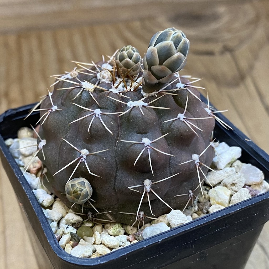 DP37344 Gymnocalycium robustum - Image 2