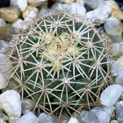 DP37389 Coryphantha aff. tripugionacantha