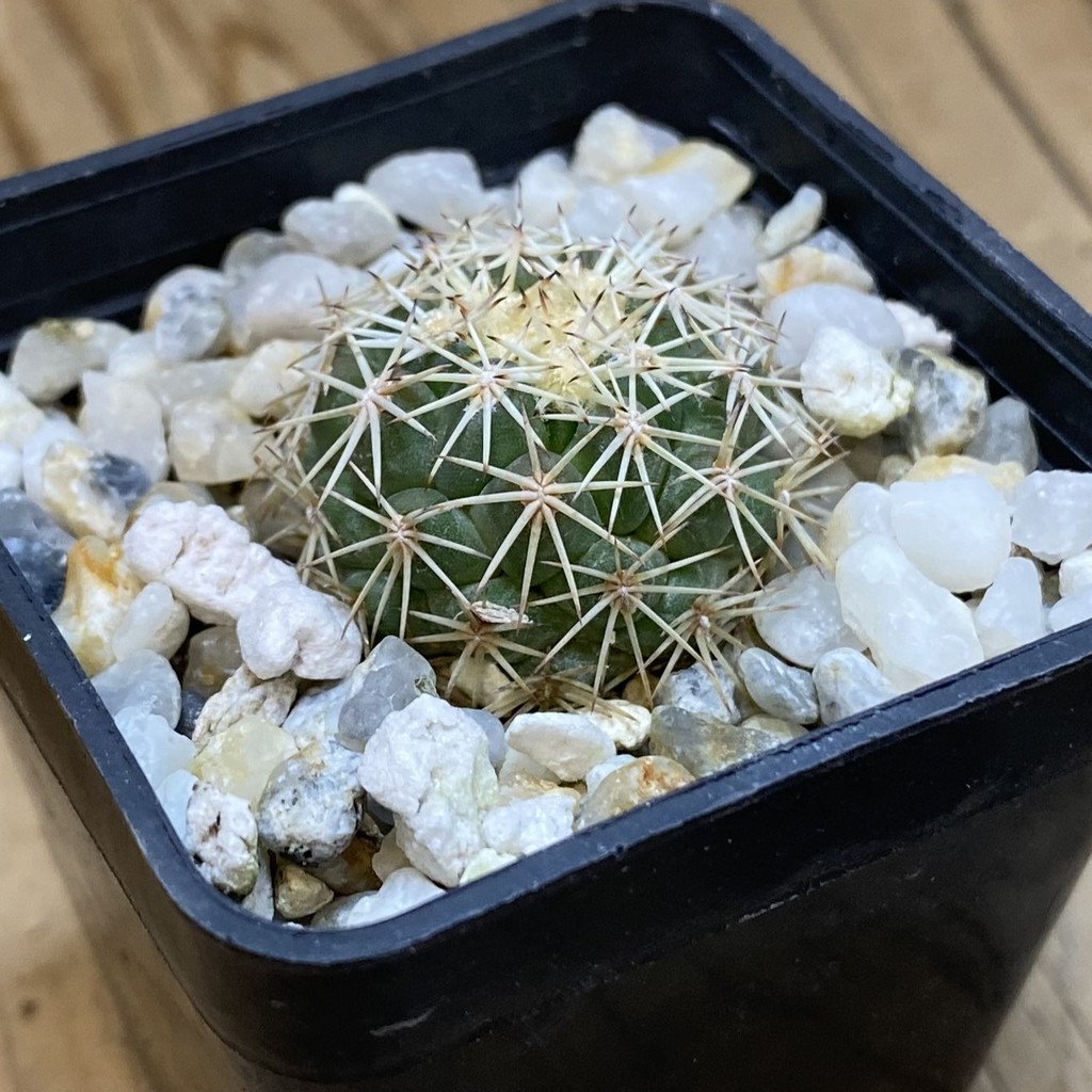 DP37389 Coryphantha aff. tripugionacantha - Image 2