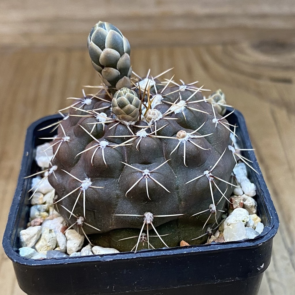 DP37344 Gymnocalycium robustum - Image 3
