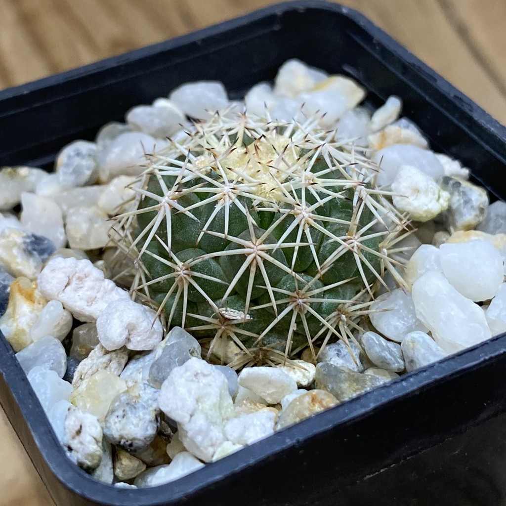 DP37389 Coryphantha aff. tripugionacantha - Image 3