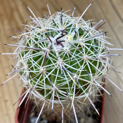 DP37390 Echinofossulocactus zacatecasensis SB18