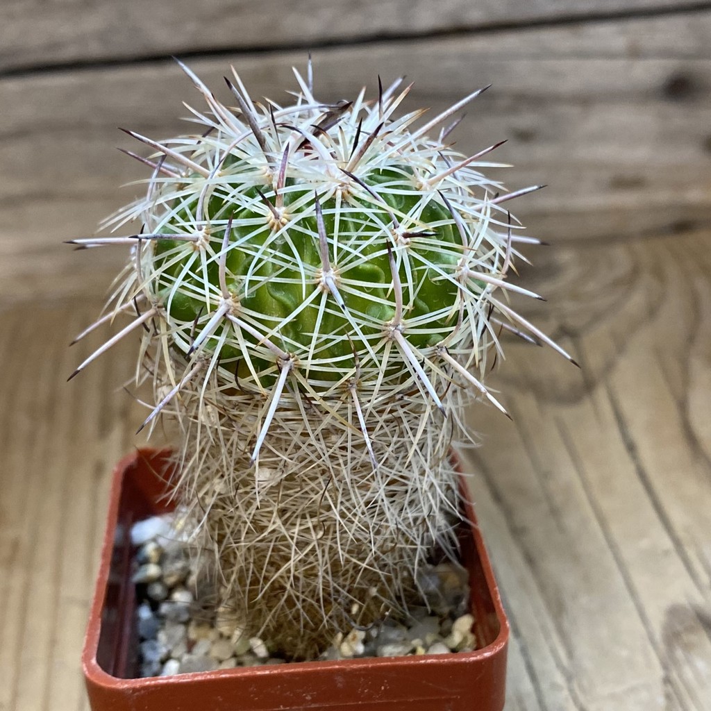 DP37390 Echinofossulocactus zacatecasensis SB18 - Image 2