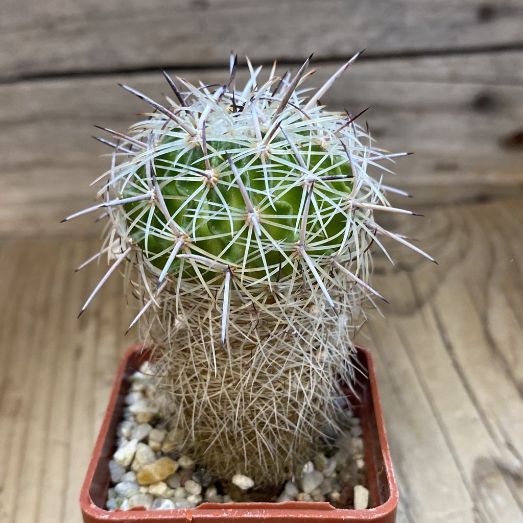 DP37390 Echinofossulocactus zacatecasensis SB18 - Image 3