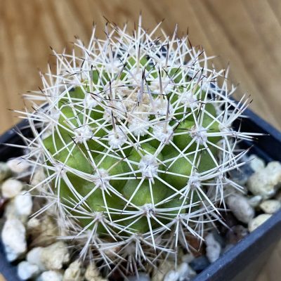 DP37392 Lobivia aff. schieliana