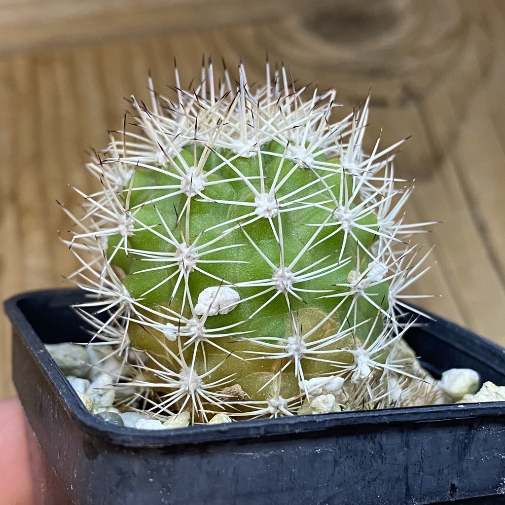 DP37392 Lobivia aff. schieliana - Image 3