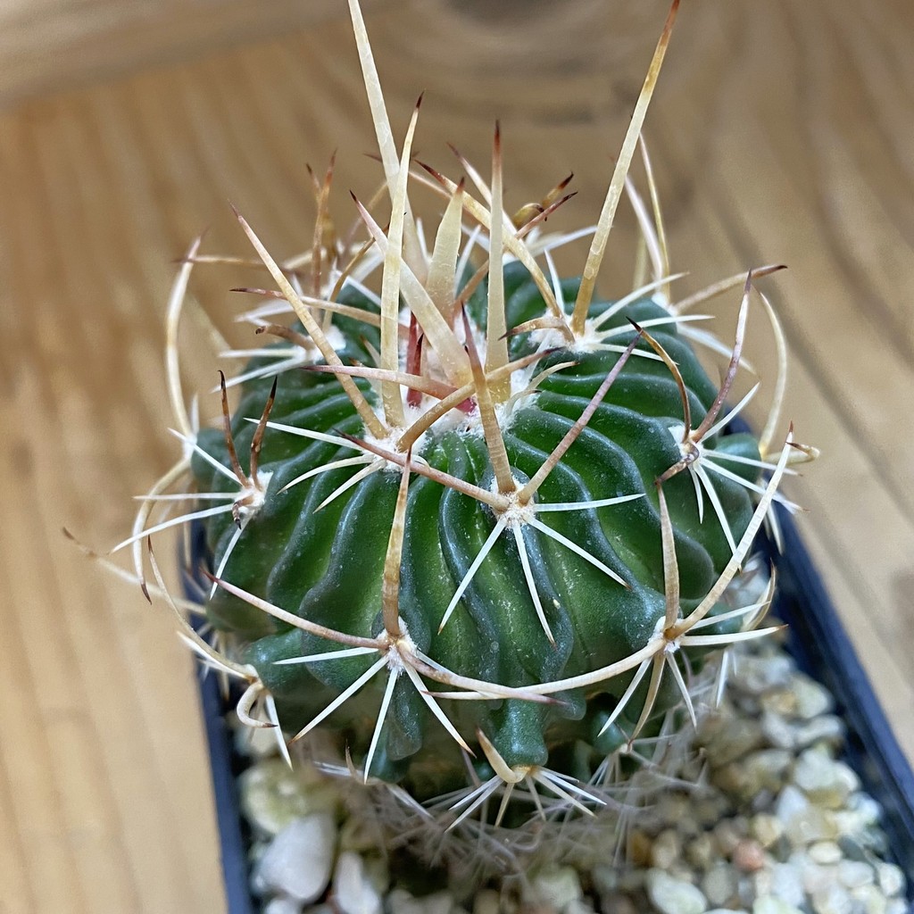 DP37393 Echinofossulocactus arrigens