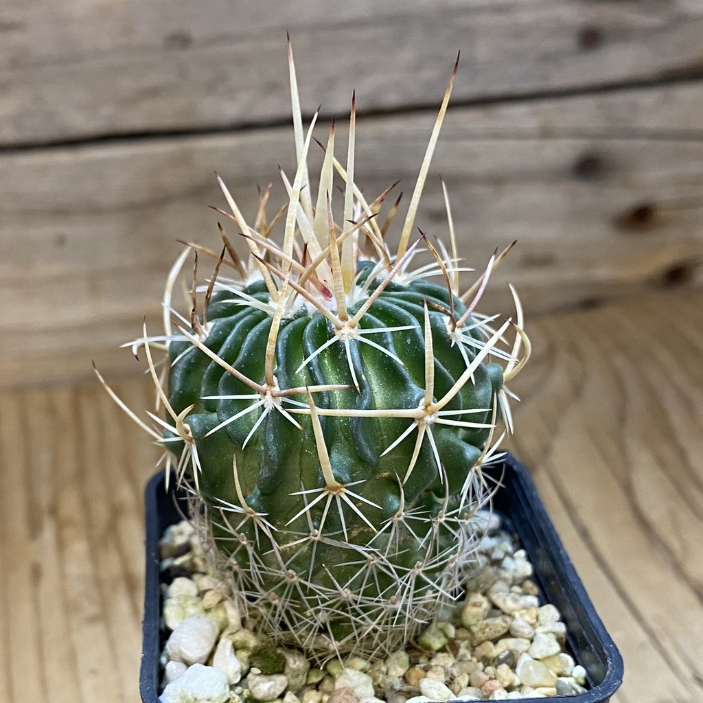 DP37393 Echinofossulocactus arrigens - Image 2
