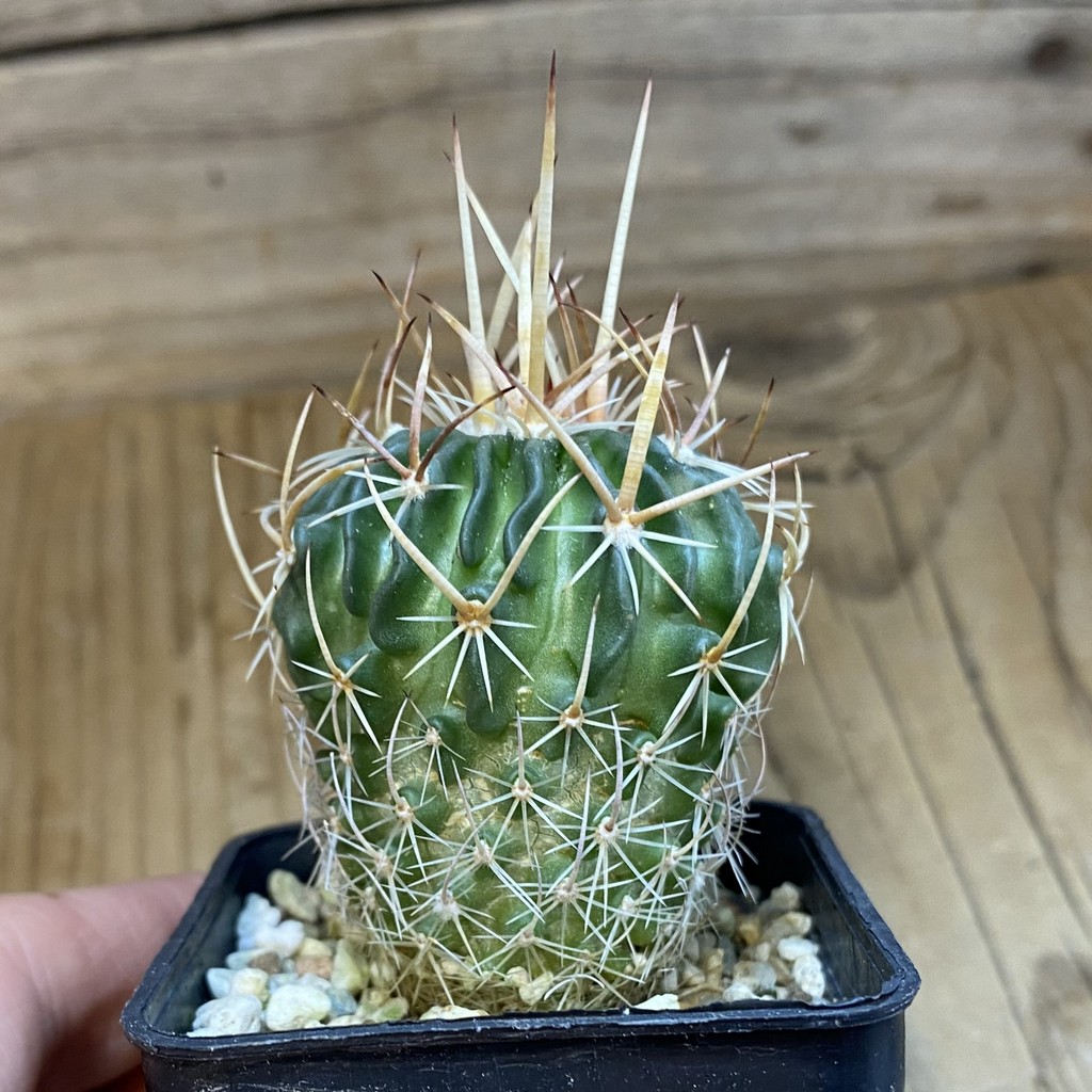 DP37393 Echinofossulocactus arrigens - Image 3
