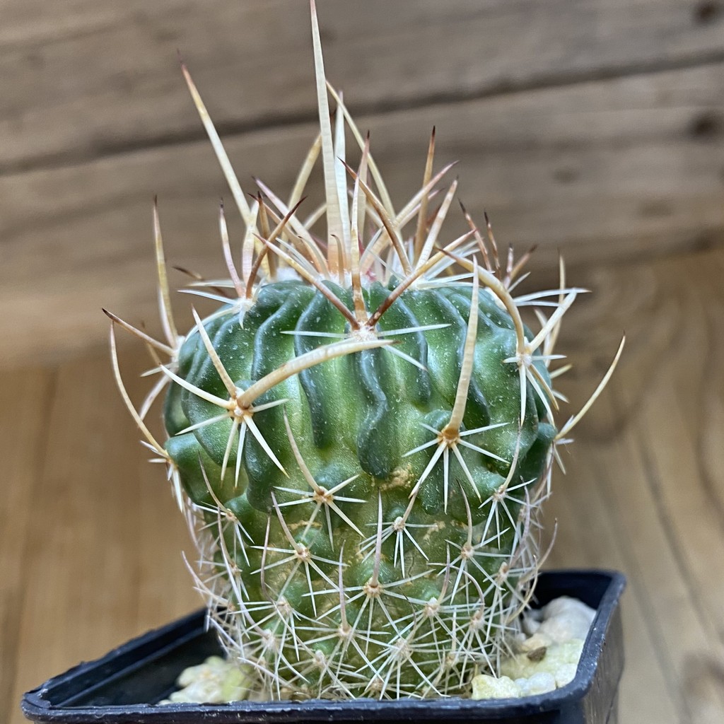 DP37393 Echinofossulocactus arrigens - Image 4