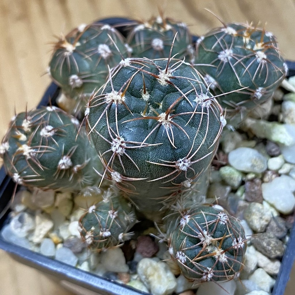DP37394 Gymnocalycium carolinense