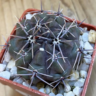 DP37345 Gymnocalycium gibbosum