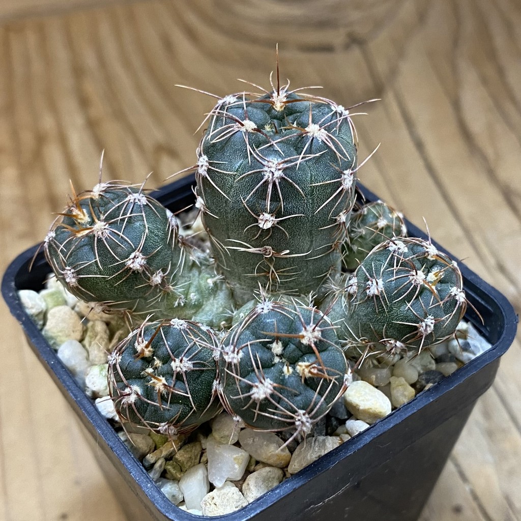 DP37394 Gymnocalycium carolinense - Image 2